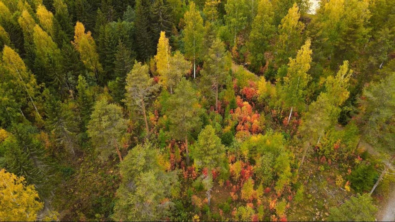 Punkaharju Resort Екстер'єр фото